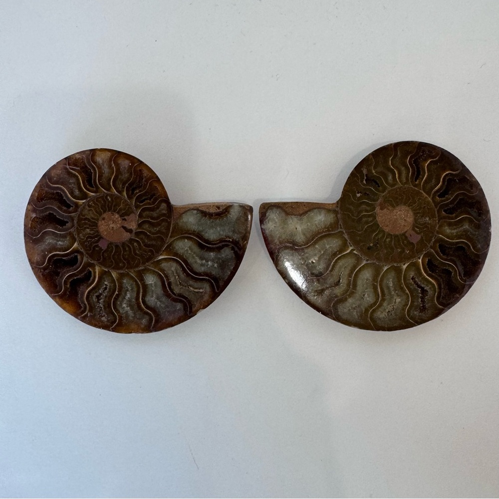 Large Matching Pair of Iridescent Polished Ammonite Fossils from Morocco - Picture 3 of 16